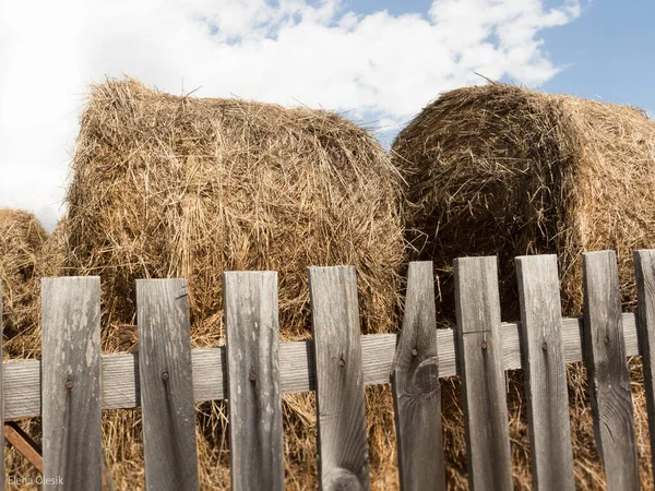 Arka planda mavi gökyüzü olan saman balyaları. Ot yığınları, hasat, tarım