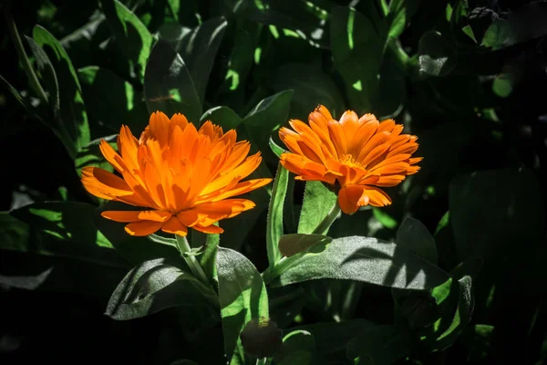 Bahçede iki Calendula resmi çiçeği. Bitkisel ilaçlar, yaz.