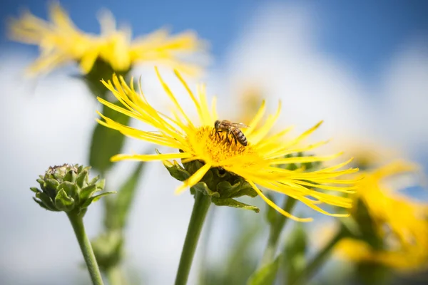 Arkasında mavi parlak gökyüzü olan bal arılarının polenlediği altın sarısı çiçekler. Yaz, çiçek. Inula helenium, elektroampan.