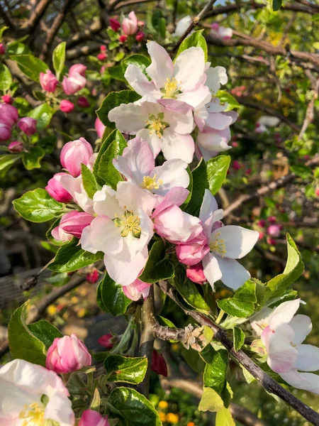 Прекрасные Цветы Старой Яблони Весной Солнечный День — стоковое фото