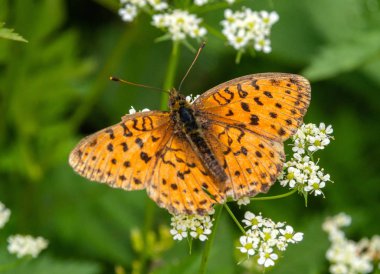 böcekler makro fotoğrafçılık