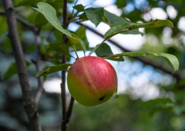 Olgun elmalar ağaçta