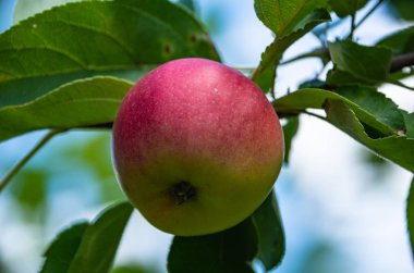 Olgun elmalar ağaçta