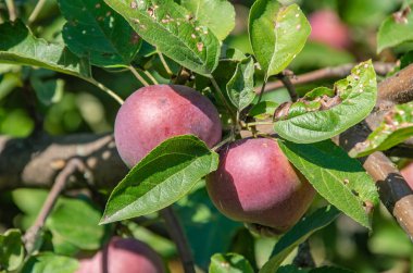 Olgun elmalar ağaçta