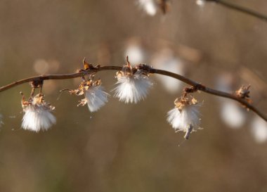 sert güneş ışığında çimen