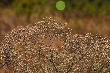 sert güneş ışığında çimen