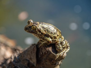 Kurbağa güneşte güneşleniyor.