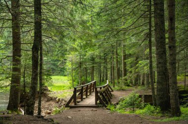 dağ orman manzarası yol ile