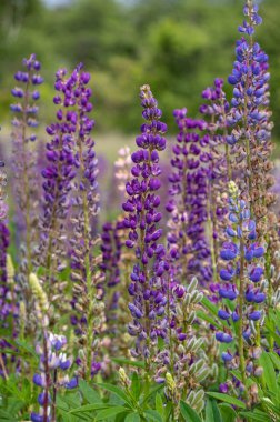 çiçekli otlar ve lupins