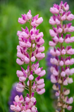 çiçekli otlar ve lupins