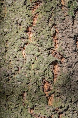 Kabuk dokusu üzerinde ağaç gövdesi
