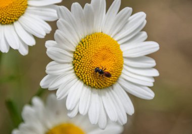 çiçek böcek ile açın
