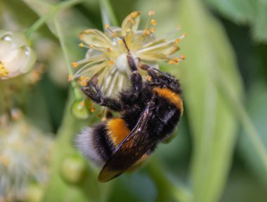 arılar ve bumblebees çiçekler tozlaşmak
