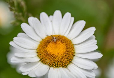 çiçek böcek ile açın