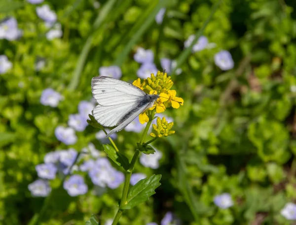 昆虫と花を開く — ストック写真