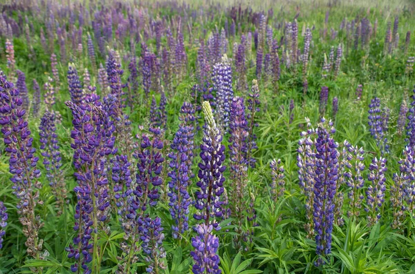 Flowering Herbs Lupins — Stock Photo, Image