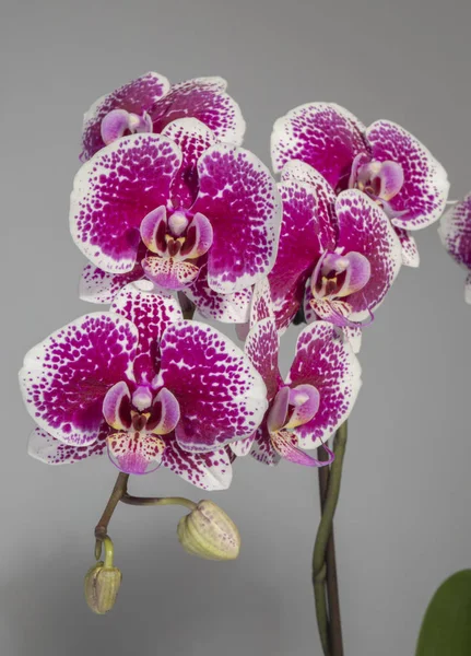 Flowers Orchid Phalaenopsis Plants — Stock Photo, Image