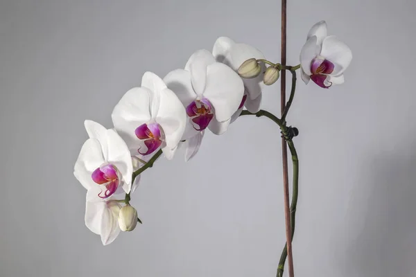 Flowers Orchid Phalaenopsis Plants — Stock Photo, Image