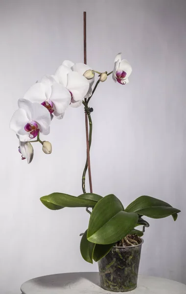 Tanaman Bunga Anggrek Phalaenopsis Stok Gambar