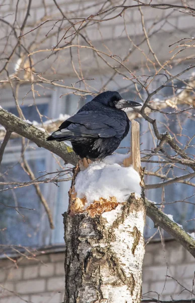 Pássaros Corvo Inverno — Fotografia de Stock