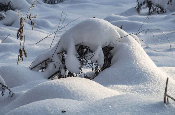 森の中の冬の雪に覆われた風景 — ストック写真