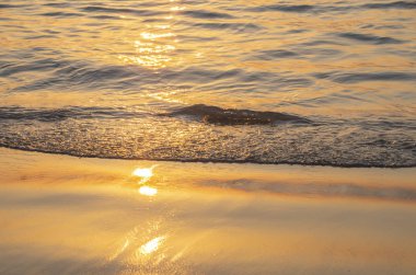 güneş ışığı altında kumlu sahilde dalgalar