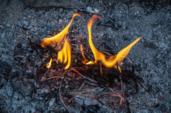 a small fire in the ashes, flamesfire, flame, burn, smolder, coal, bright, light, Shine, burnout, extinction, heat, smoke, ash, orange, yellow, gray, black, small, die, extinguish, heated, firewood, branches,