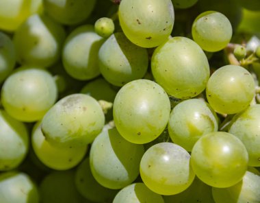 olgunlaştırmak yeşil üzüm çilek