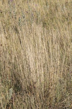 çim yaprakları, rüzgarda sallanan ağaçlar