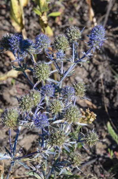 Planta Espinhosa Cardo Immortelle — Fotografia de Stock