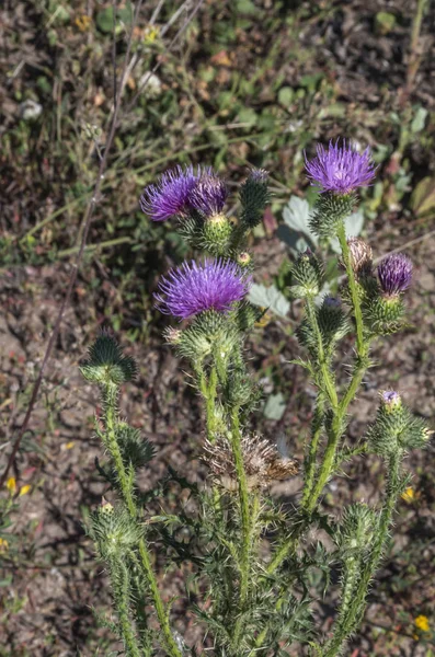 Tüskés Növény Thistle Vasvirág — Stock Fotó