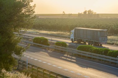 Canlı hayvan taşımak için yarı karavanlı bir kamyon.