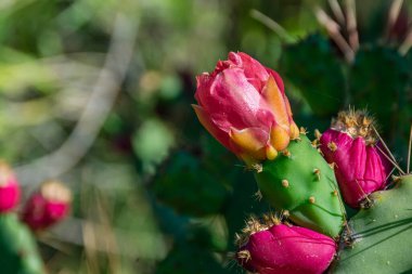 Opuntia ficus-indica ya da dikenli armut, baharda çiçeğiyle