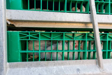 Tavukları çiftlikten mezbahaya kamyonla taşımak için kafesler