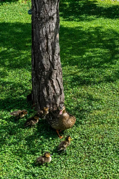 Dieser Japanische Garten Monaco Wurde 1994 Nach Den Strengsten Prinzipien — Stockfoto