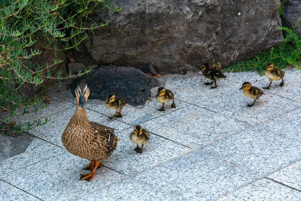 Canards dans le jardin japonais de Monte Carlo — Photo