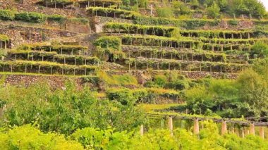 Carema, Piedmont, İtalya karakteristik bağcılık peyzaj / yamaçları tepelik Kuru taş duvarlar üzerinde dikmesi rise üzüm bağları ile destekleyen inşaatı ile teraslı
