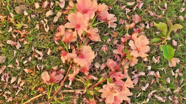 Çiçekli Kiraz Şubesi Çiçekli Kiraz Ağacı Dalı Rüzgarda Sways — Stok video