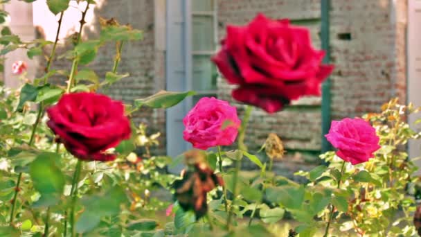 Las Rosas Rosas Rosadas Rosas Rojas Juego Rosas Rojas Rosas — Vídeo de stock