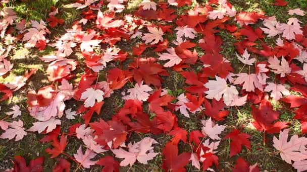 秋の色彩の魔法色の自然の光景を木の変更 — ストック動画