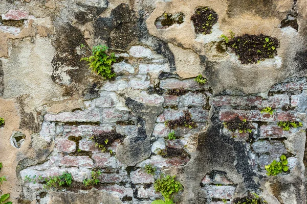 bir duvar halsiz Close-up soyulmuş ve bitkiler için çünkü musallat nem oranı