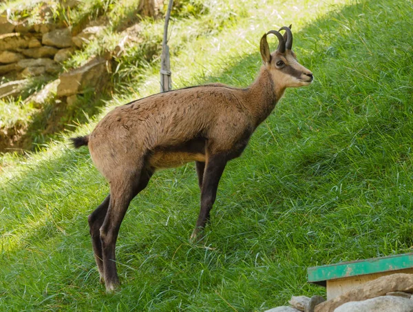 meeting with the  chamois  in a park