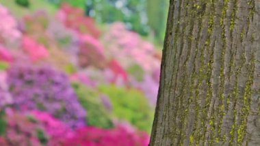 çiçekli rhodondendros Vadisi için ahşap odak kayması / Burcina doğa rezerv çiçekli rhodondendros Vadisi park Pollone/Biella/Piedmont/İtalya