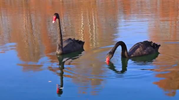 Ein Seltenes Exemplar Eines Italien Vorkommenden Schwarzen Schwans Schwimmt Einem — Stockvideo