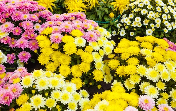 beyaz, sarı ve mor krizantem seti