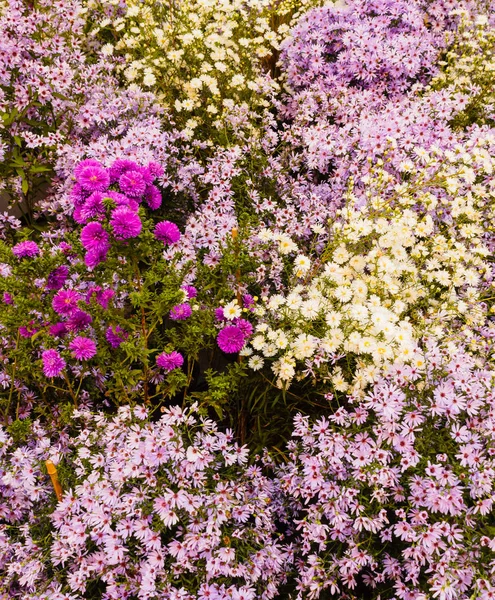 Zestaw dzikich fioletowych, liliowych i białych kwiatów — Zdjęcie stockowe