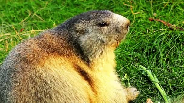 Close Sociable Marmot Marmot Eating Quiet Meadow — Stock Video