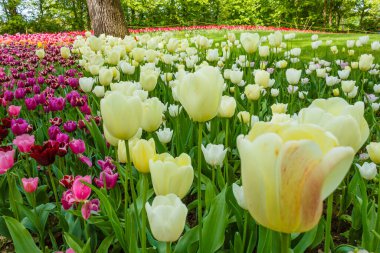 Güneş tarafından aydınlatılan renkli laleler.