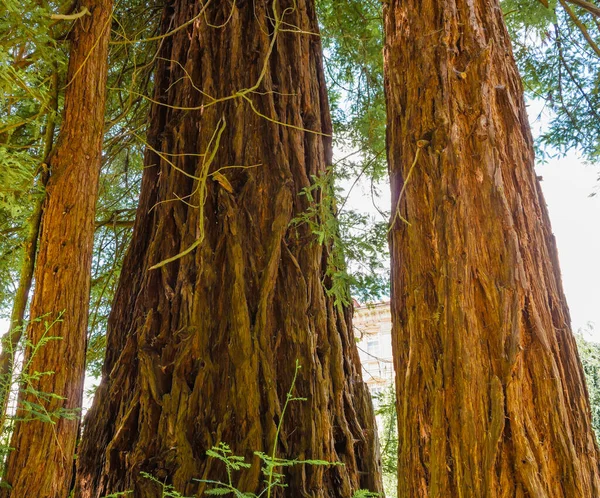 Üç sekoya yakın çekim / üç sekoya yakın çekim