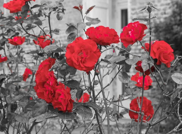 Bir grup kırmızı gül ve çiçek açan renkli güllerin patlaması.